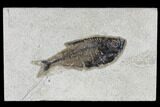 Fossil Fish (Diplomystus) - Green River Formation #115580-1